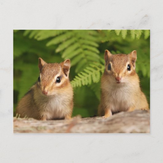 Adorable Baby Chipmunk Geschwister Postkarte (Vorderseite)