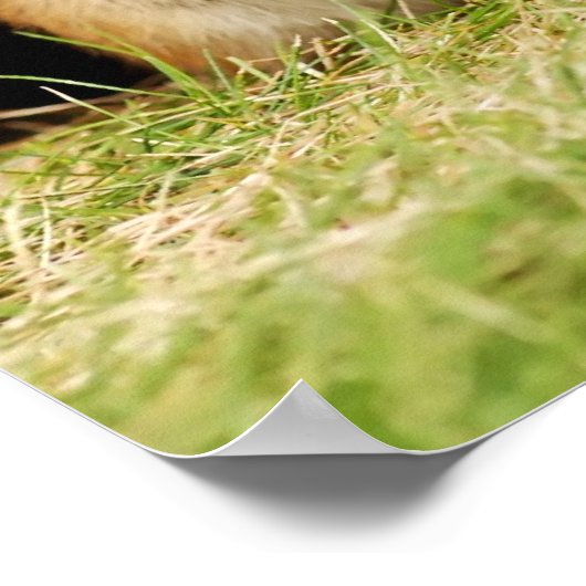 Adorable Baby Chipmunk mit Daisy Poster (Ecke)