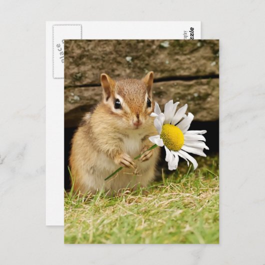 Adorable Baby Chipmunk mit Daisy Postkarte (Vorne/Hinten)