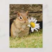 Adorable Baby Chipmunk mit Daisy Postkarte (Vorderseite)