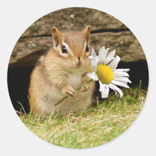 Adorable Baby Chipmunk mit Daisy Runder Aufkleber