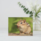 Adorable Baby Chipmunk mit Snack Postkarte (Stehend Vorderseite)