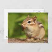 Adorable Baby Chipmunk mit Snack Postkarte (Vorne/Hinten)