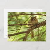 Adorable Baby Chipmunk Verstecken in einer Pine Tr Postkarte (Vorne/Hinten)