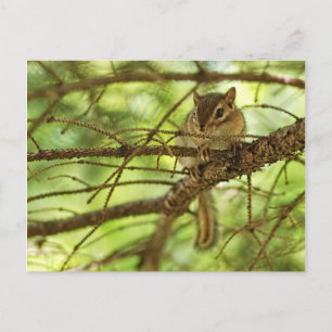 Adorable Baby Chipmunk Verstecken in einer Pine Tr Postkarte