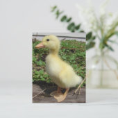 Adorable Baby Duck in Country Fotografy Postkarte (Stehend Vorderseite)