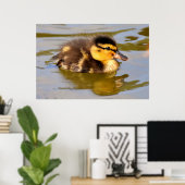 Adorable Baby Duckling im Teich Poster (Heimbüro)