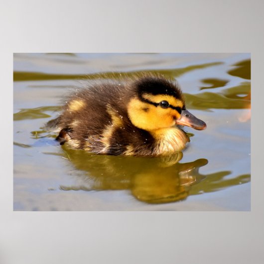 Adorable Baby Duckling im Teich Poster (Vorne)