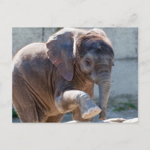 Adorable Baby Elephant Postkarte