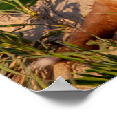 Adorable Baby Fox Wildlife Foto Poster (Ecke)