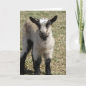 Adorable Baby Goat Karte (Vorderseite)