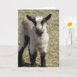 Adorable Baby Goat Karte