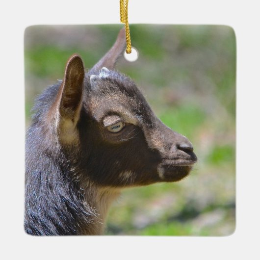 Adorable Baby Goat Keramikornament (Vorderseite)