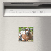 Adorable Baby Goat Kid Magnet (In Situ (Geschirrspüler))