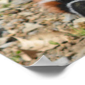 Adorable Baby Goat Kid Poster (Ecke)