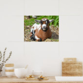 Adorable Baby Goat Kid Poster (Küche)