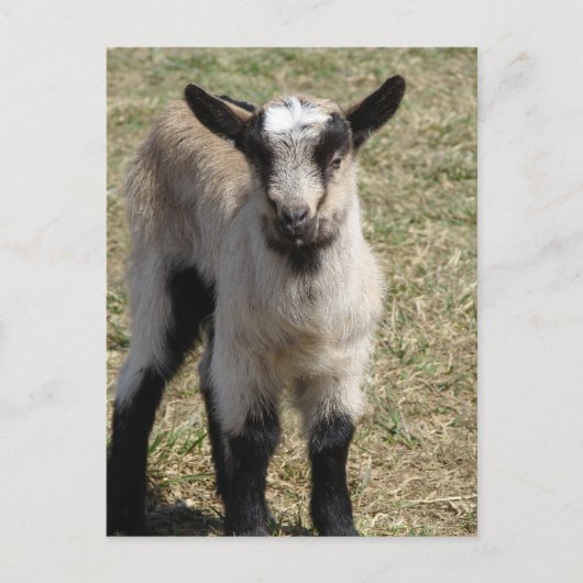 Adorable Baby Goat Postkarte (Vorderseite)