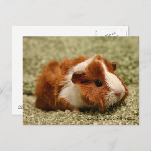 Adorable Baby Guinea Pig Postkarte (Vorne/Hinten)