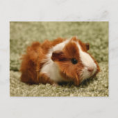 Adorable Baby Guinea Pig Postkarte (Vorderseite)