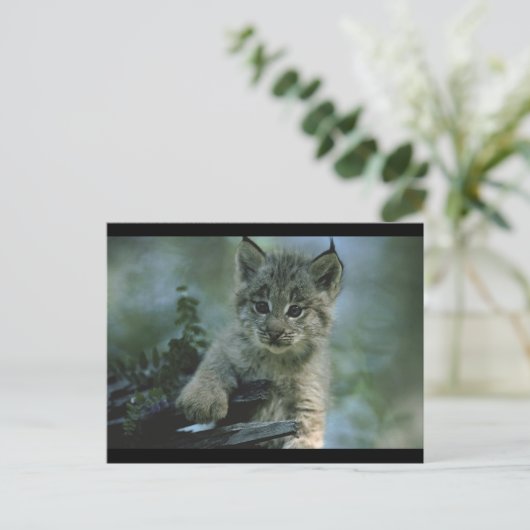 Adorable Baby Lynx Postkarte (Stehend Vorderseite)