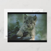 Adorable Baby Lynx Postkarte (Vorne/Hinten)