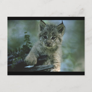 Adorable Baby Lynx Postkarte