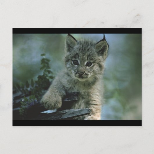 Adorable Baby Lynx Postkarte (Vorderseite)