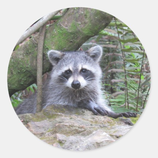Adorable Baby Raccoon Stickers (Vorderseite)