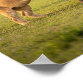 Adorable Baby Savanna Tiere Poster (Ecke)