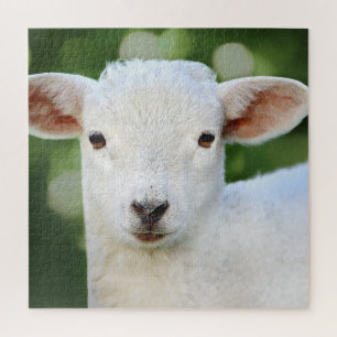Adorable Baby Sheep Puzzle