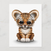 Adorable Baby Tiger Cube auf Weiß Postkarte (Vorderseite)