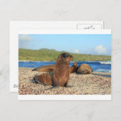 Adorable Babyseelöwe Galapagos Inseln Postkarte (Vorne/Hinten)