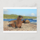 Adorable Babyseelöwe Galapagos Inseln Postkarte (Vorderseite)