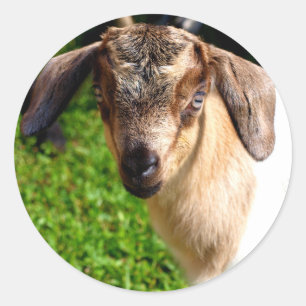 Adorable Babyziegenschild mit Aufklebern Runder Aufkleber