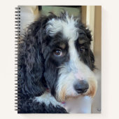 Adorable Bernedoodle Notizblock (Vorderseite)