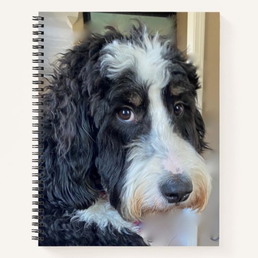 Adorable Bernedoodle Notizblock (Vorderseite)