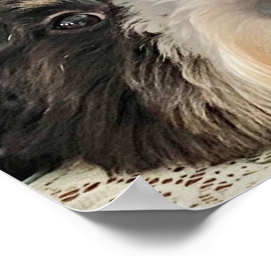 Adorable Bernedoodle Poster (Ecke)