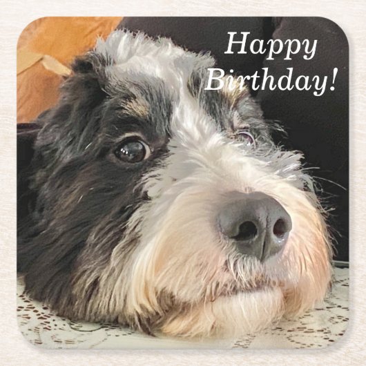 Adorable Bernedoodle Rechteckiger Pappuntersetzer (Vorderseite)