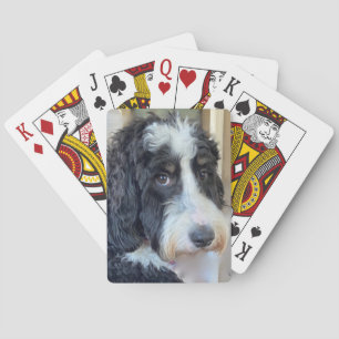 Adorable Bernedoodle Spielkarten