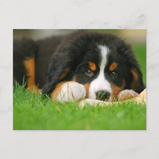 Adorable Bernese Mountain Dog Welpe Postkarte