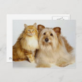 Adorable Best Friends Dog and Cat Foto Postkarte (Vorne/Hinten)
