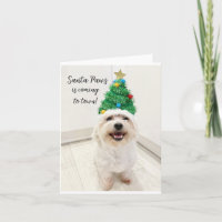 Adorable Bichon Maltese Weihnachtskarte Santa Paws