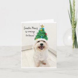Adorable Bichon Maltese Weihnachtskarte Santa Paws Karte