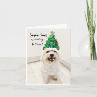 Adorable Bichon Maltese Weihnachtskarte Santa Paws Karte