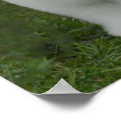 Adorable Bichon Poster (Ecke)