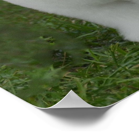 Adorable Bichon Poster (Ecke)