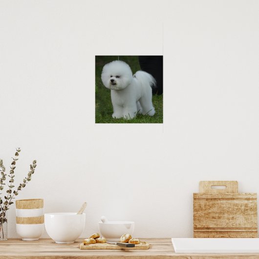 Adorable Bichon Poster (Küche)