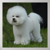 Adorable Bichon Poster (Vorne)