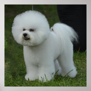 Adorable Bichon Poster