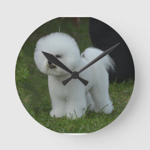 Adorable Bichon Runde Wanduhr